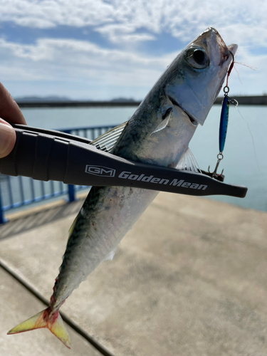 マサバの釣果