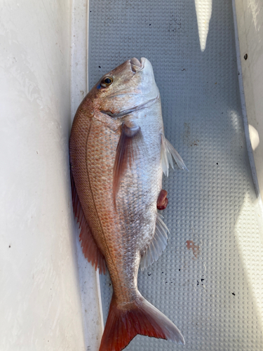 マダイの釣果