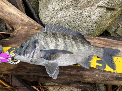 チヌの釣果