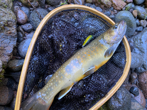 イワナの釣果