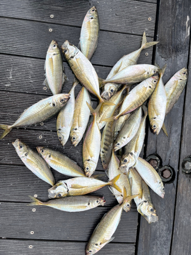 アジの釣果