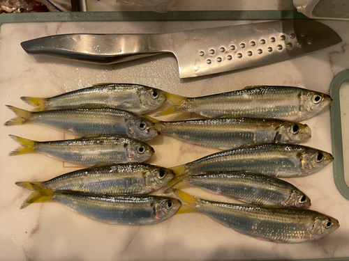 ママカリの釣果