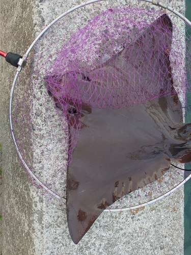 ナルトビエイの釣果