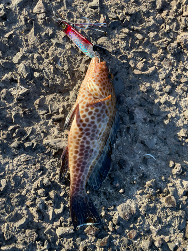 オオモンハタの釣果