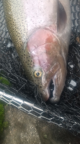 ニジマスの釣果