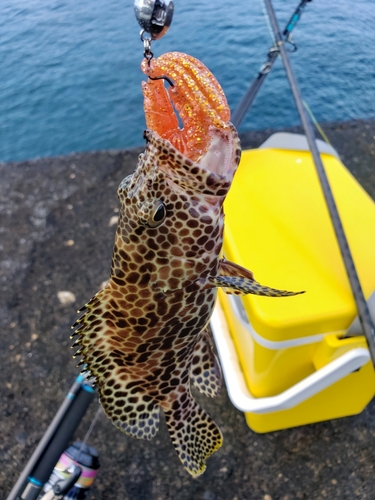 オオモンハタの釣果