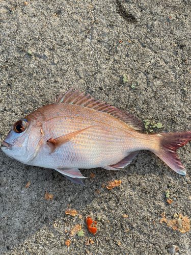 タイの釣果