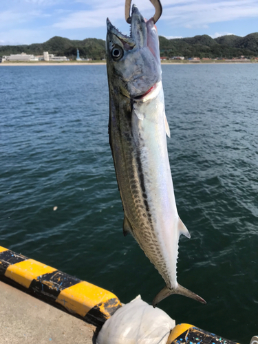 サゴシの釣果