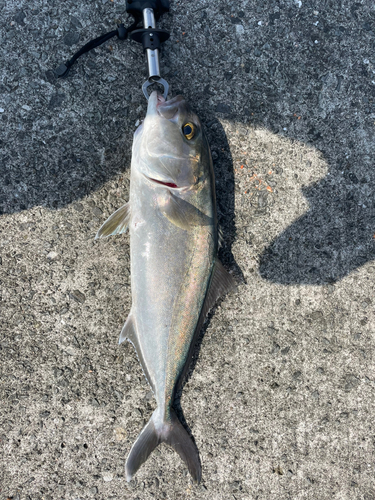 カンパチの釣果