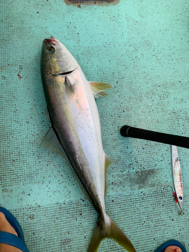 メジロの釣果