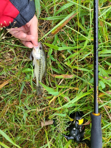 ラージマウスバスの釣果