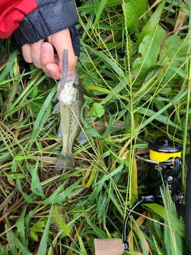 ラージマウスバスの釣果