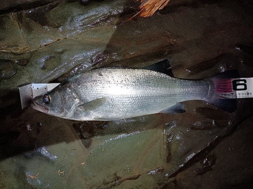 ヒラスズキの釣果