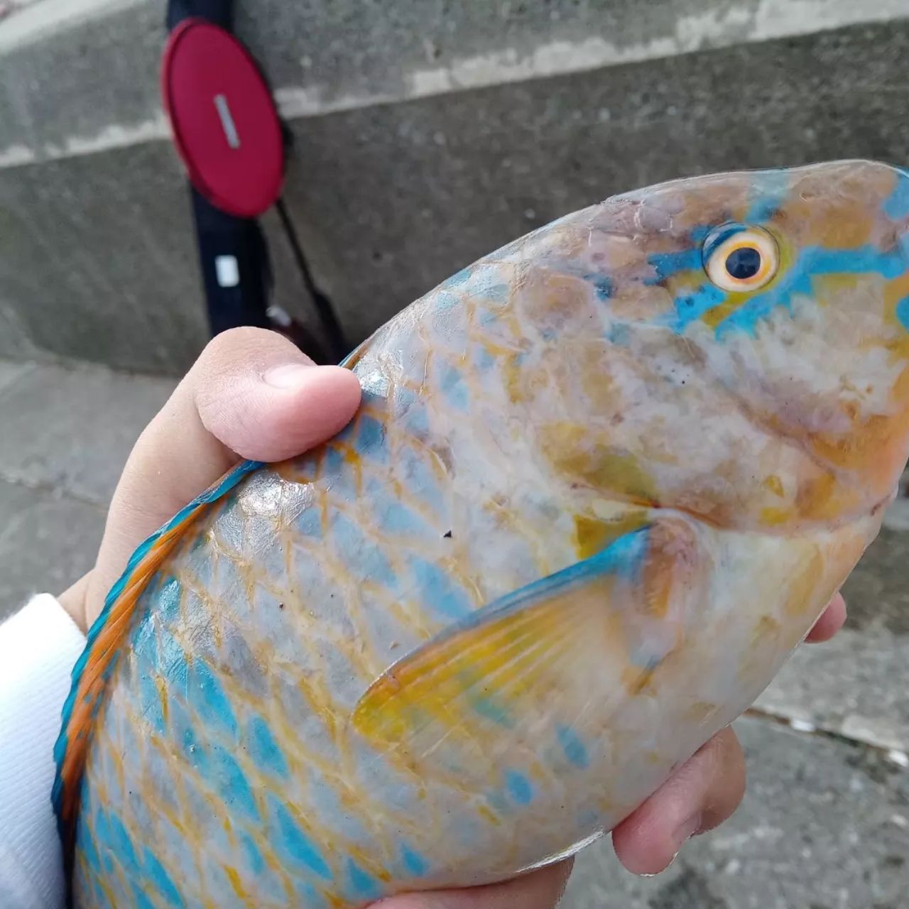 ヒブダイ