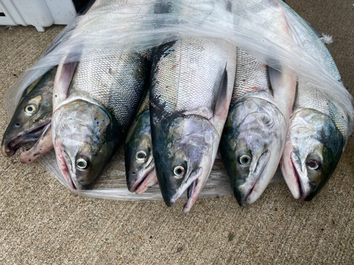 アキアジの釣果