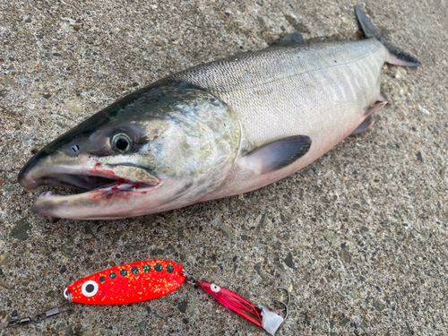 アキアジの釣果