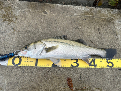 シーバスの釣果