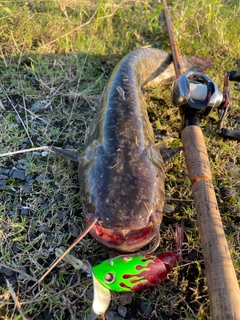 ナマズの釣果