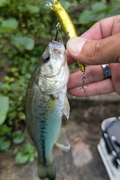ラージマウスバスの釣果