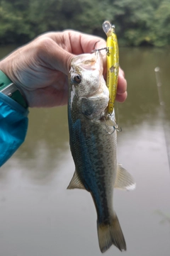 ラージマウスバスの釣果