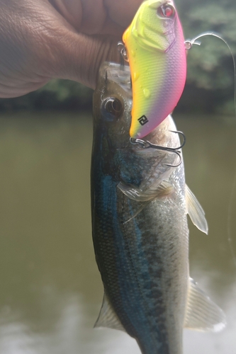 ラージマウスバスの釣果