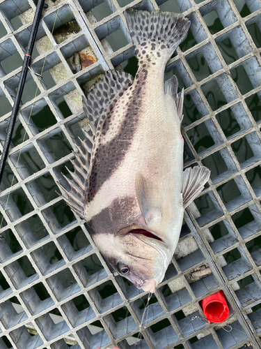 コショウダイの釣果