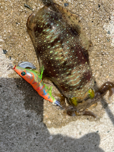 アオリイカの釣果