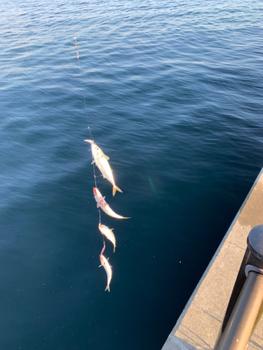 サバの釣果