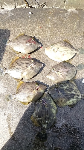 カワハギの釣果