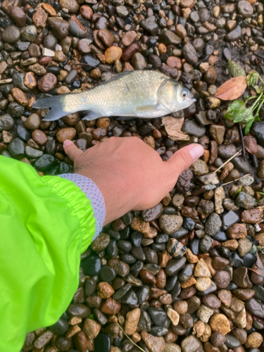 ヘラブナの釣果