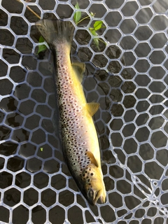 ブラウントラウトの釣果