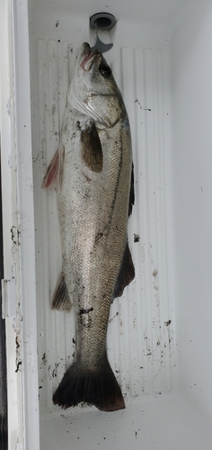 スズキの釣果