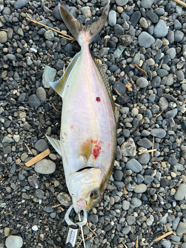 ショゴの釣果