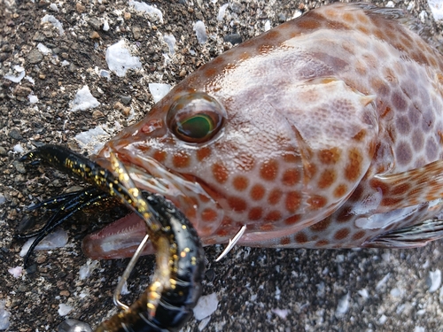 オオモンハタの釣果