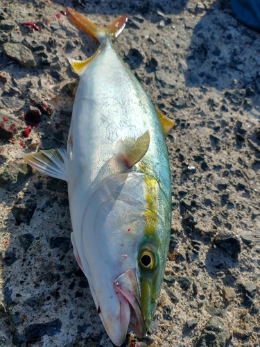 ハマチの釣果