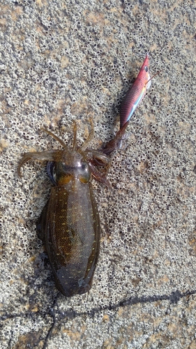 アオリイカの釣果