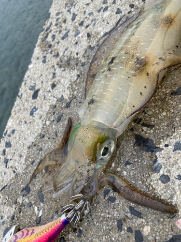 アオリイカの釣果