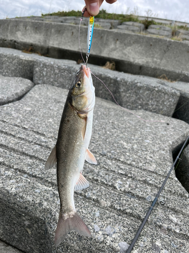 ウグイの釣果