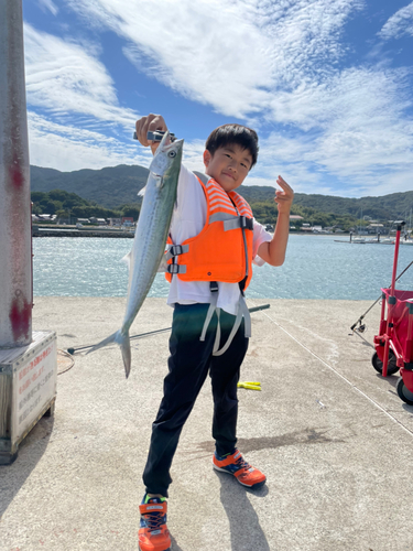 サゴシの釣果