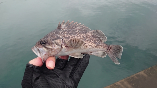 クロソイの釣果