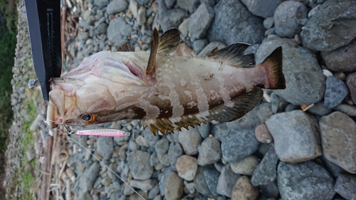 クエの釣果