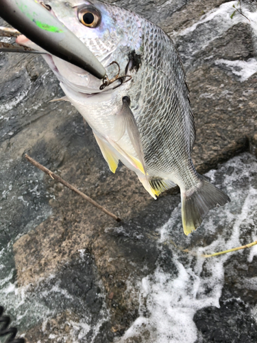 キチヌの釣果