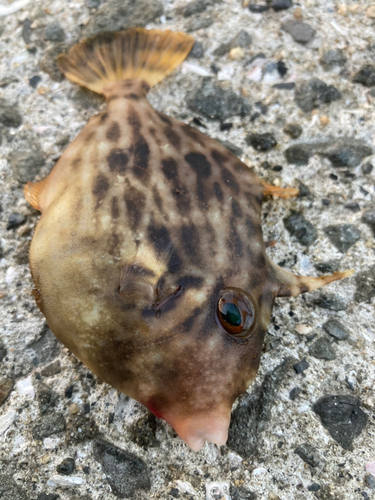 カワハギの釣果