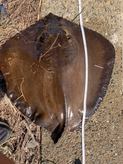 アカエイの釣果