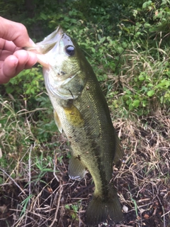 ラージマウスバスの釣果