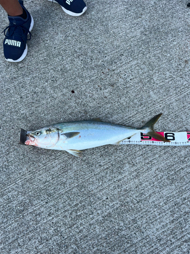 メジロの釣果