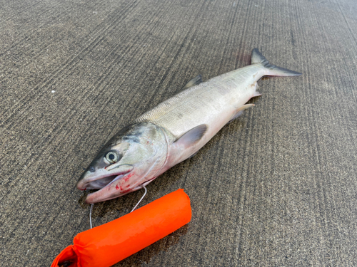 アキアジの釣果