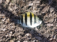 オヤビッチャの釣果