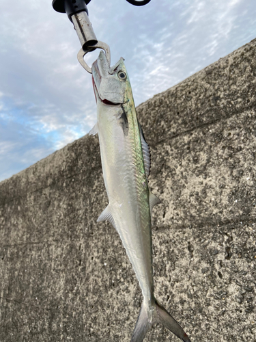 サゴシの釣果