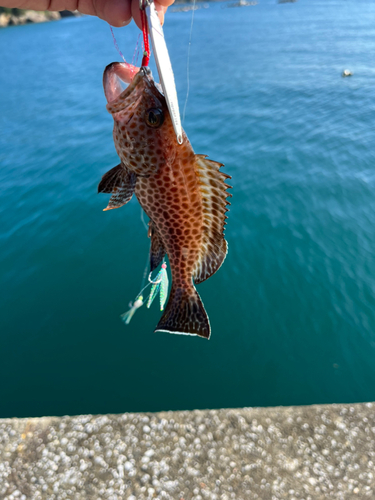 アコウの釣果